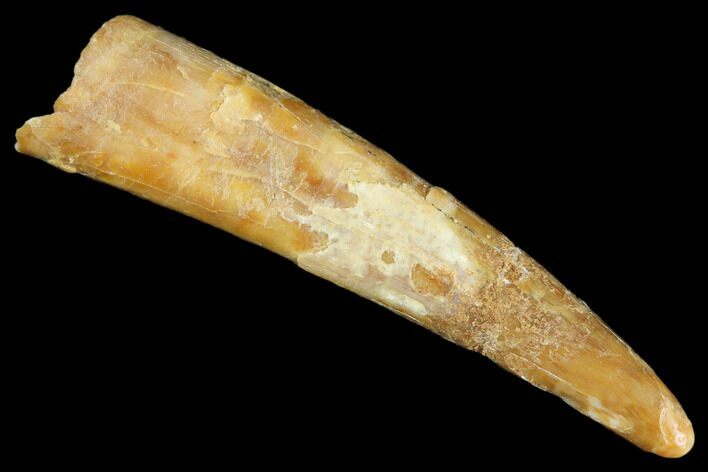 Fossil Pterosaur (Siroccopteryx) Tooth - Morocco #183670